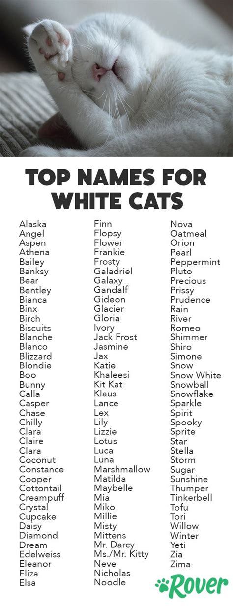 115 Best White Cat Names | Cute cat names, White cats, Kitten names