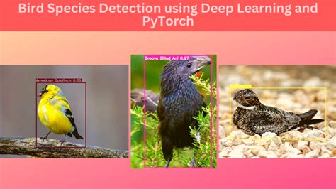 Bird Species Detection using Deep Learning and PyTorch