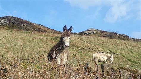 The Roaches Walks, Walks In The Roaches, The Peak District