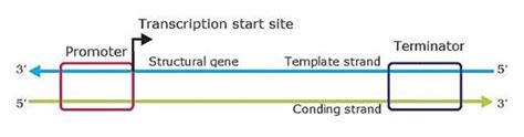 With the help of a schematic diagram, explain the location and the role ...