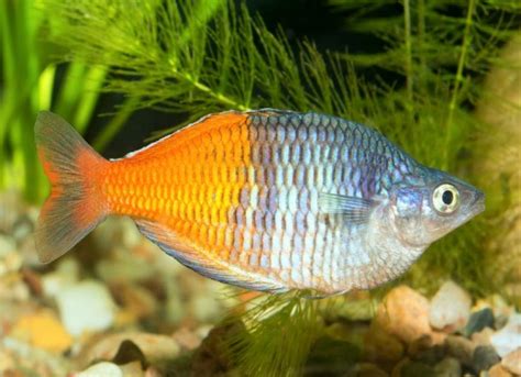 6 Facts About Rainbowfish | PetMD