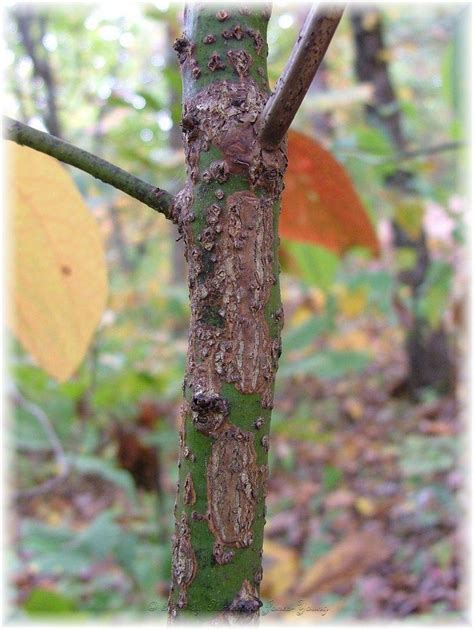 PlantFiles Pictures: Sassafras Species, Cinnamonwood, Mitten Tree, Tea Tree (Sassafras albidum ...