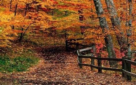 Autumn Path Through Woods HD desktop wallpaper : Widescreen : High Definition : Fullscreen