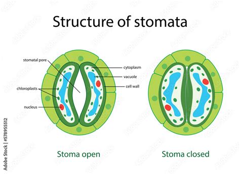 illustration of biology, Stomata opening and closing vector ...