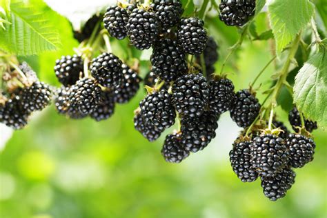 Blackberry Harvesting and Postharvest Handling | UGA Cooperative Extension