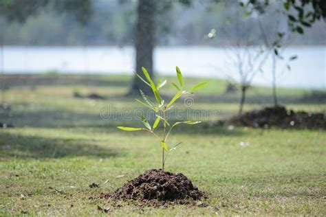 Sapling tree. Nature, new life , #Sponsored, #tree, #Sapling, #life, #Nature #ad | Saplings ...