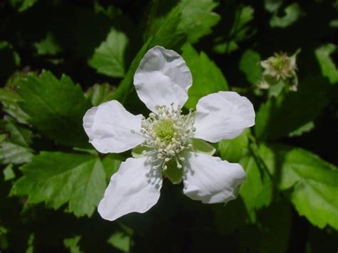 PlantFiles Pictures: Rubus Species, Southern Dewberry (Rubus trivialis) by htop