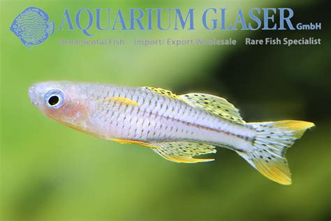 Pseudomugil gertrudae Aru II xl - Aquarium Glaser GmbH