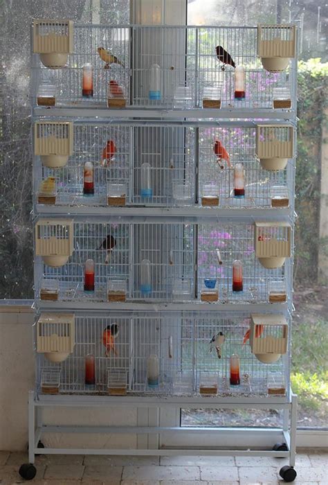 New Canary Breeding Cage With 3 Compartments | Big bird cage, Bird aviary, Canary birds