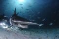 Free Stock Photo 7422 Hammerhead shark swimming underwater | freeimageslive