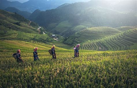 people, rice terraces, cropland, farm, land, landscape, mountain, plantation | Piqsels