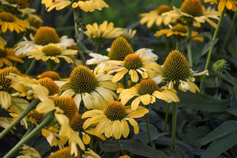 Coneflower Care: Planting & Growing Echinacea Flowers | Garden Design