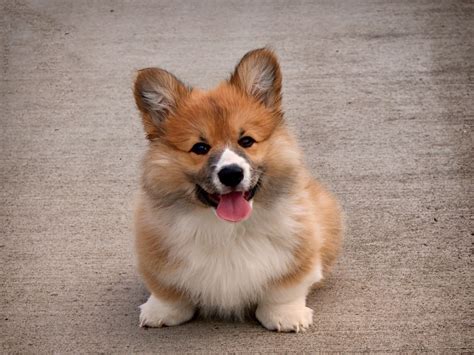 Corgi Dog Wallpapers - Wallpaper Cave