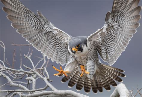 Peregrine Falcon Hunting Technique