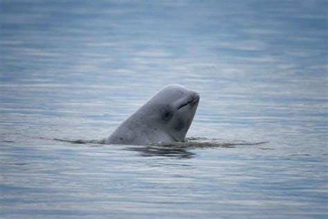 Endangered Cook Inlet beluga whales continue to decline, and scientists ...