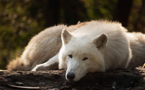 Big white wolf lies on the ground in the forest Desktop wallpapers 2560x1600