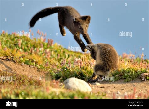Young Arctic Foxes (Alopex Lagopus) playing, Jameson Land, Northeast Greenland Stock Photo - Alamy