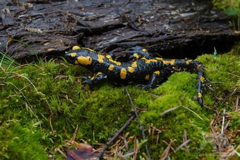 Fire Salamander - Fascination Wildlife