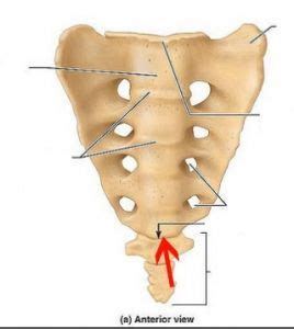 17 Best images about Pijn & Neurologie on Pinterest | The two, Columns and Infants