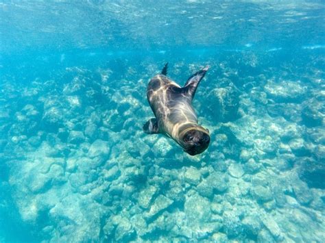 Snorkeling in Galapagos Islands | Scuba Diving Galapagos Tours ...