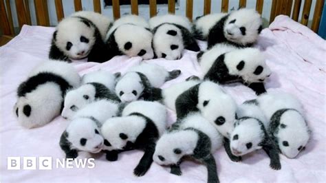 Panda diplomacy: China's cutest peacemakers