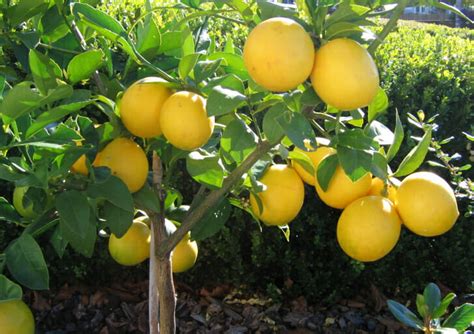 Citrus Lemon Tree 'Meyer' (Dwarf) 8" Pot - Hello Hello Plants