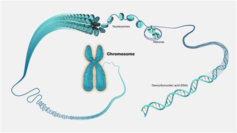 Genetics The Human Has Double Chromosomes Or Simple Chromosomes | My XXX Hot Girl