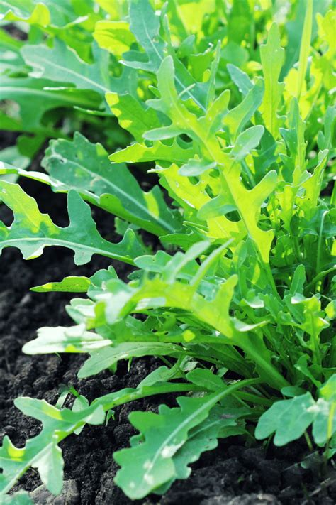 12 Best (+ Worst) Arugula Companion Plants | Boreal Bloom Homestead