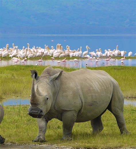 Lake Nakuru National Park - Rovic Tours