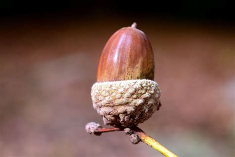 Free picture: acorn, wood, nature, plant, forest