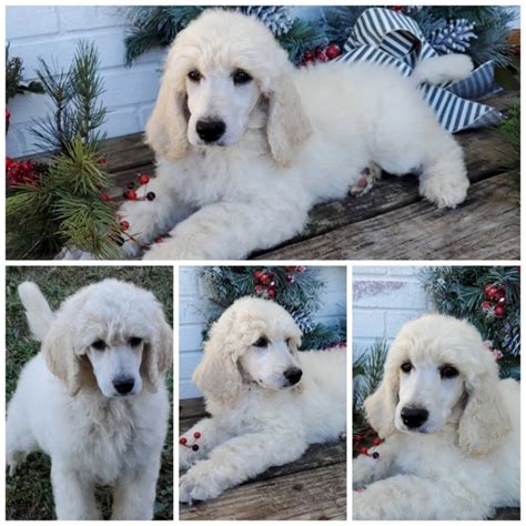 Reduced This Week Only, AKC Standard Poodle Puppies