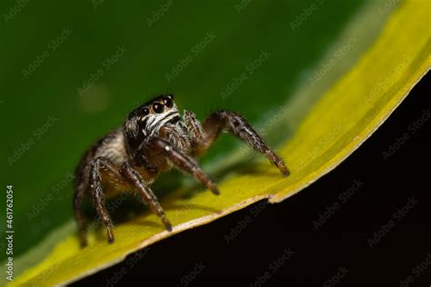 Jumping spider (Salticidae) sitting on a leaf. Cute small brown spider in its habitat. Insect ...