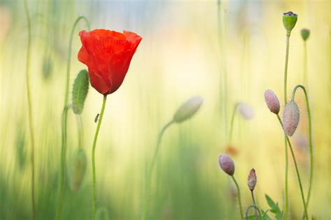 Promo flower - Dirk Ercken Images