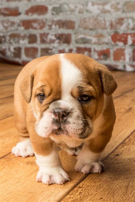 Cute Brown Wrinkled Bulldog Puppy in the Studio, Standing and Facing ...