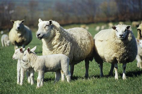 Domestic Sheep Photograph by David Aubrey