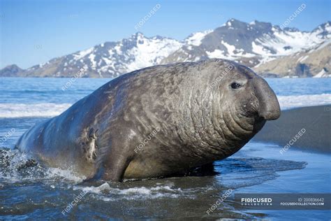 Southern elephant seal bull coming ashore, Island of South Georgia, Antarctica — mirounga ...