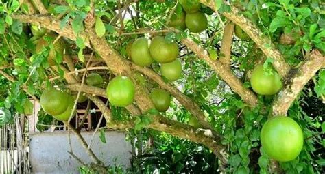 Calabash tree plant at Rs 75/no | Fruit Plants | ID: 20548577888