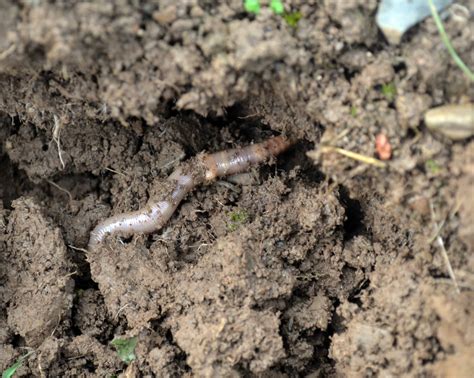 Ten facts about earthworms