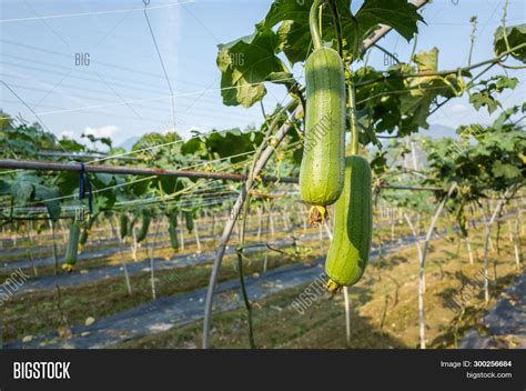 Loofah Farm Daytime Image & Photo (Free Trial) | Bigstock