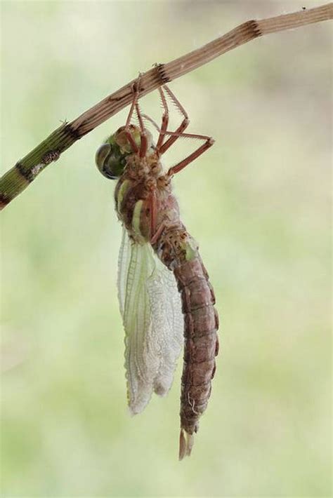 Birth of a dragonfly (10 pics) | Amazing Creatures