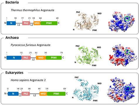 Life | Free Full-Text | A Prokaryotic Twist on Argonaute Function