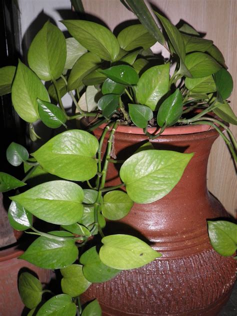 joyjuge: My money plant