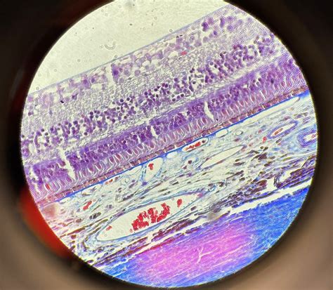 Ocular Histology Diagram | Quizlet