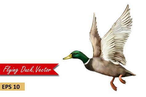 Free photo: Mallard Ducks Flying - Animal, Bird, Duck - Free Download - Jooinn