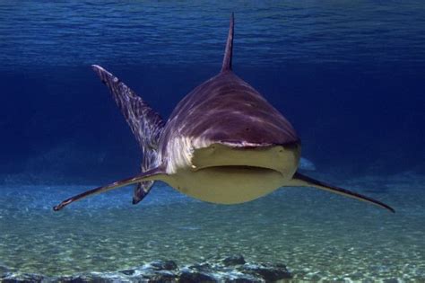 Bull Shark - Animal Facts and Information