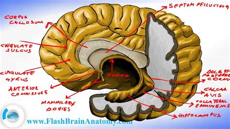 Fornix Function The commissure of the fornix also serves to connect the two