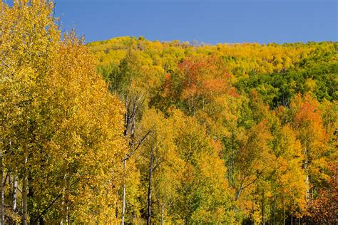 The Fall Foliage of Quaking Aspen Trees