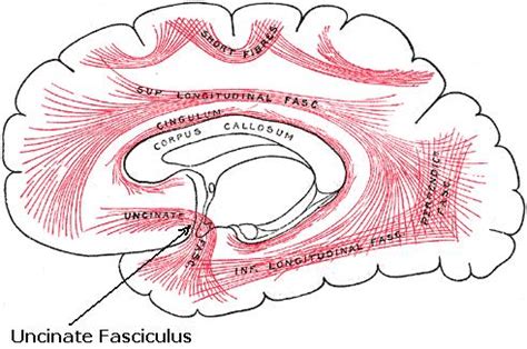 Science, Natural Phenomena & Medicine: Uncinate Fasciculus