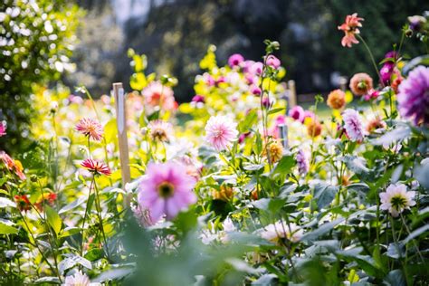 Photos: Seattle's official flower is in full bloom | Seattle Refined