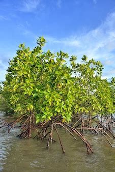 Plantas de mangle | Foto Premium